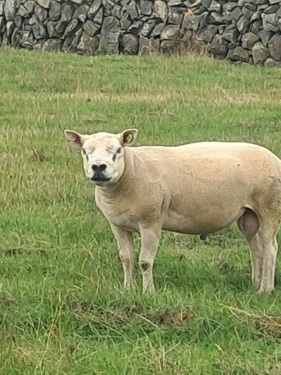 Rams - Image 1