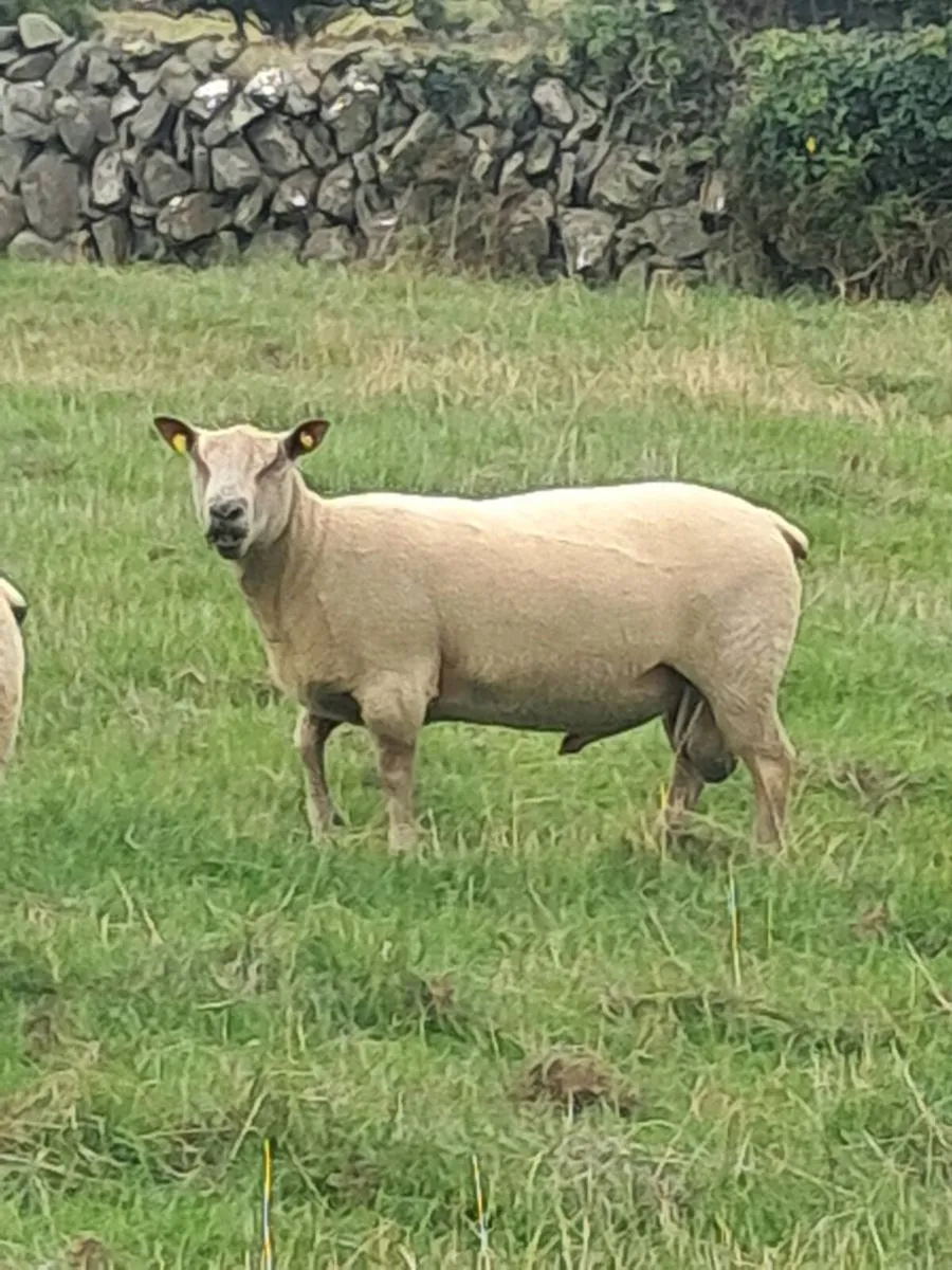Rams - Image 2