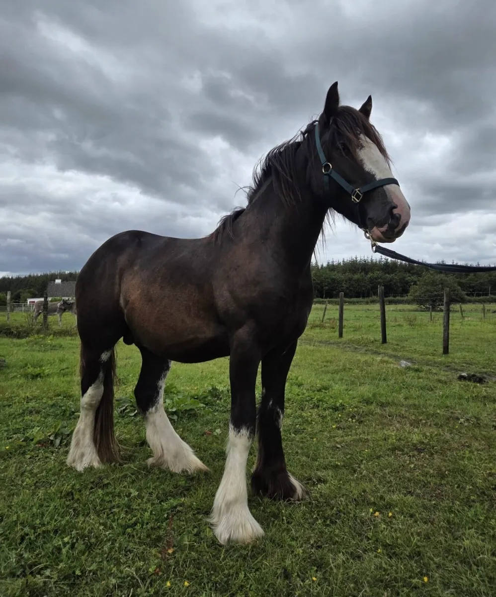 Two Year Old Cob Gelding - Image 1