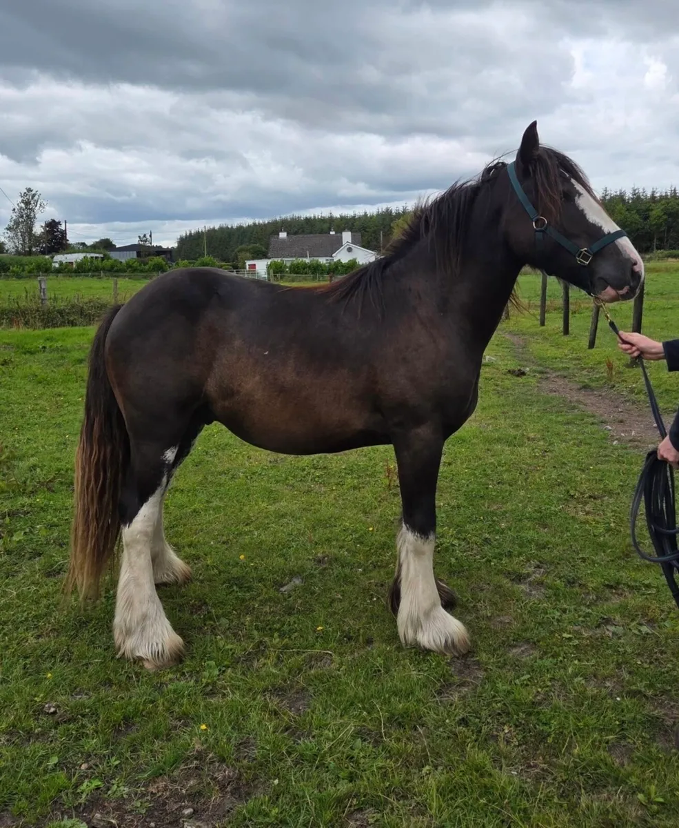 Two Year Old Cob Gelding - Image 2