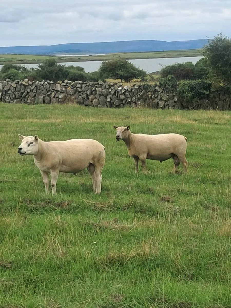 Rams - Image 3