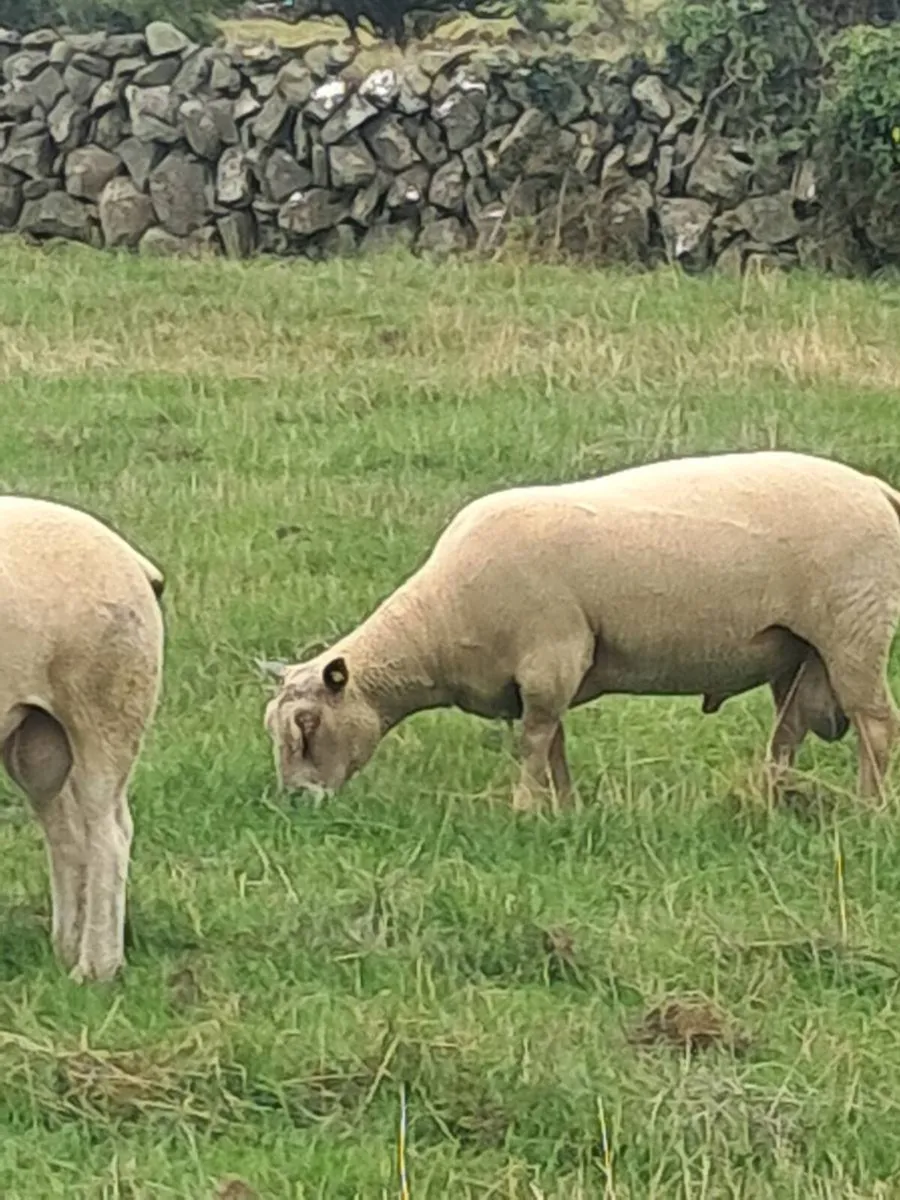 Rams - Image 4