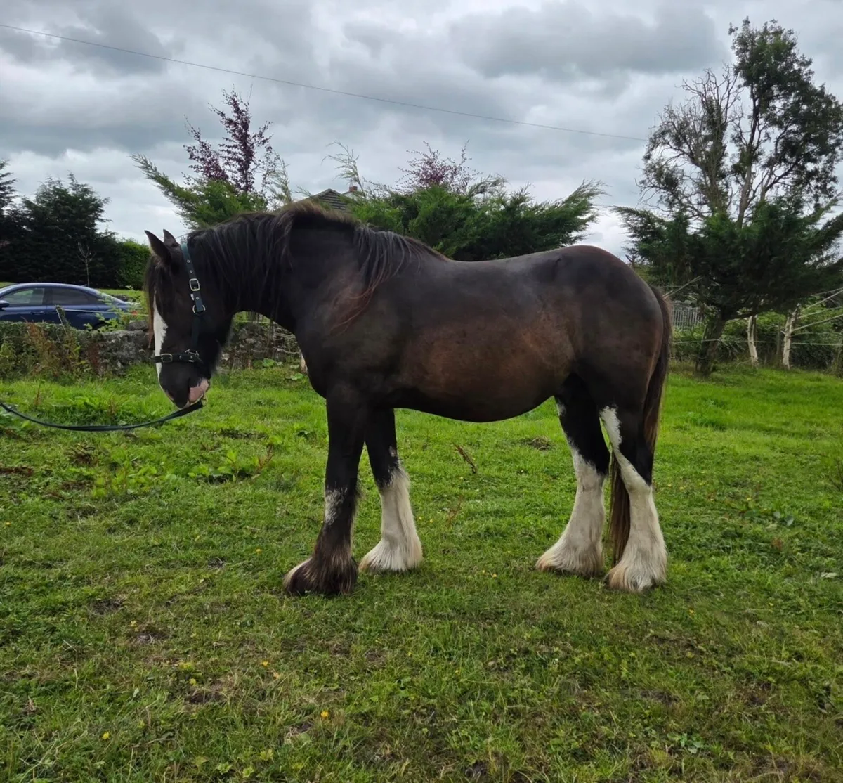 Two Year Old Cob Gelding - Image 4