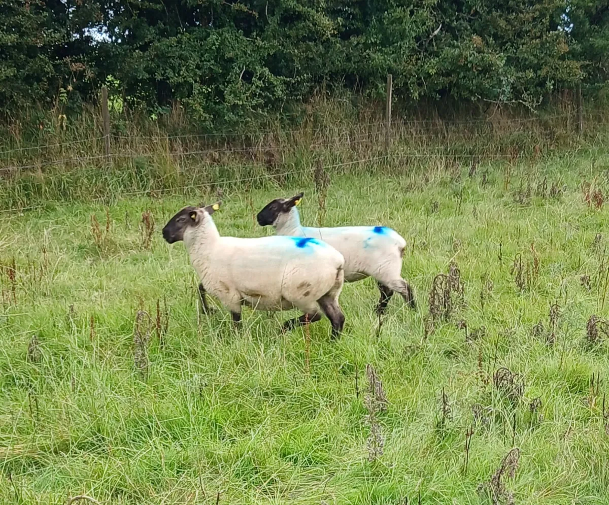 Hoggets - Image 1