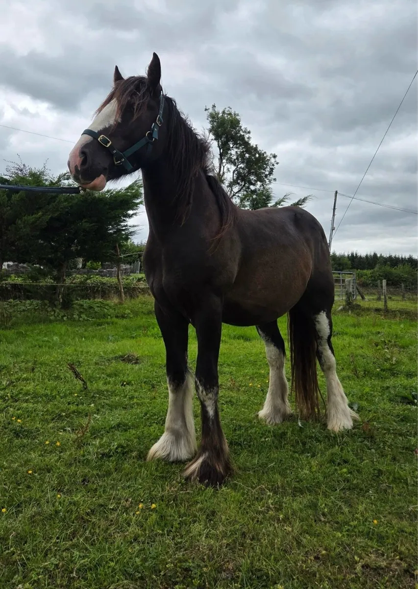 Two Year Old Cob Gelding - Image 3