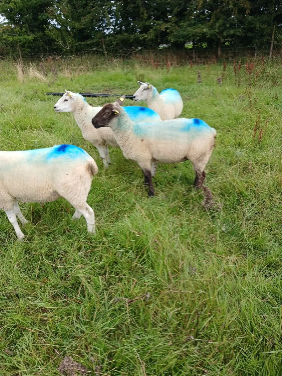 Hoggets - Image 3