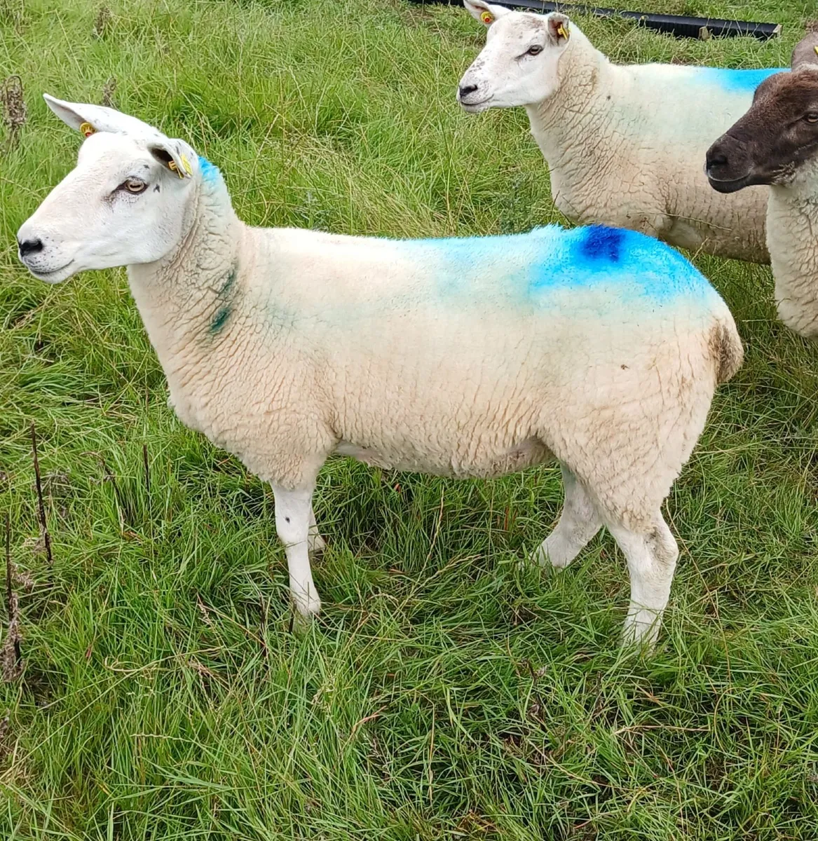 Hoggets - Image 2