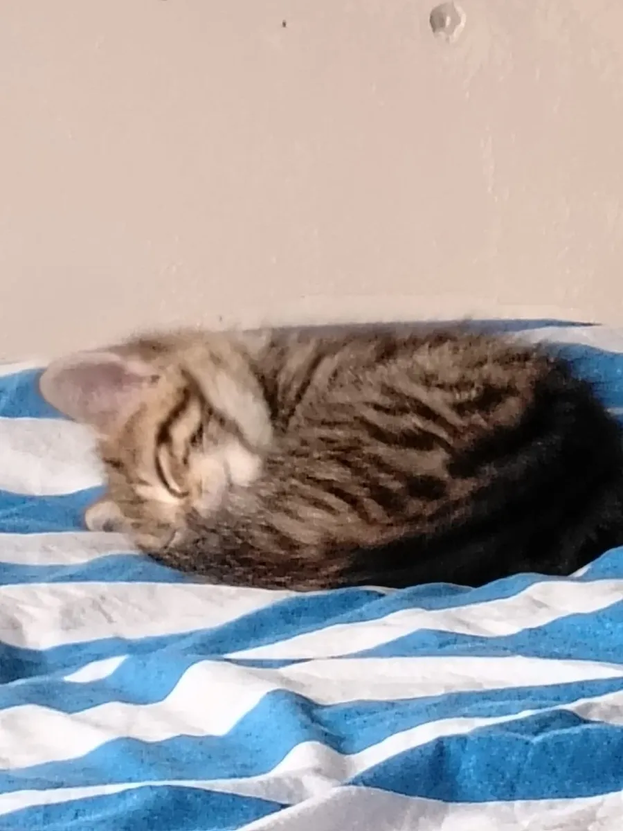 Kitten Adorable - Image 2