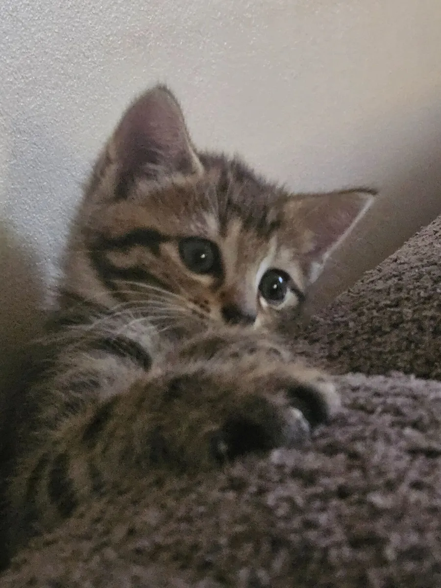 Kitten Adorable - Image 4