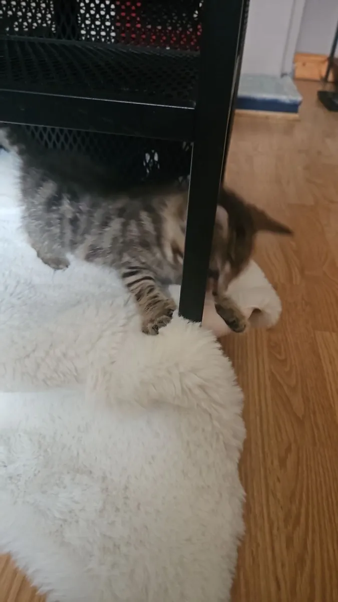 Kitten Adorable - Image 3