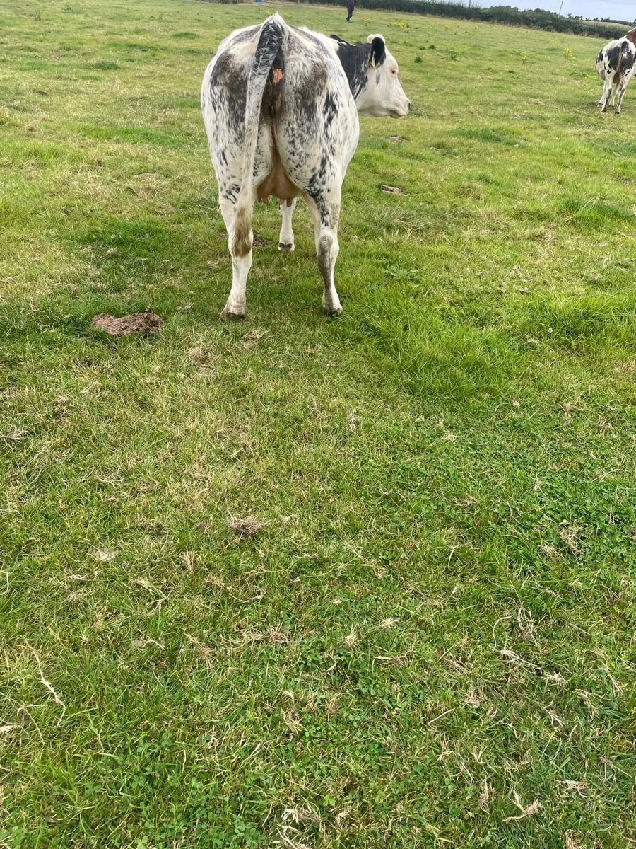 Springing Heifers - Image 2