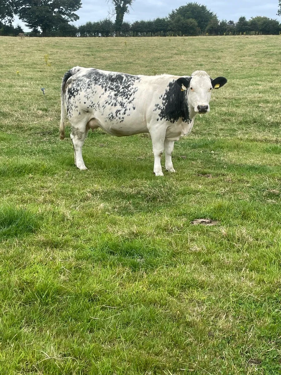 Springing Heifers - Image 1