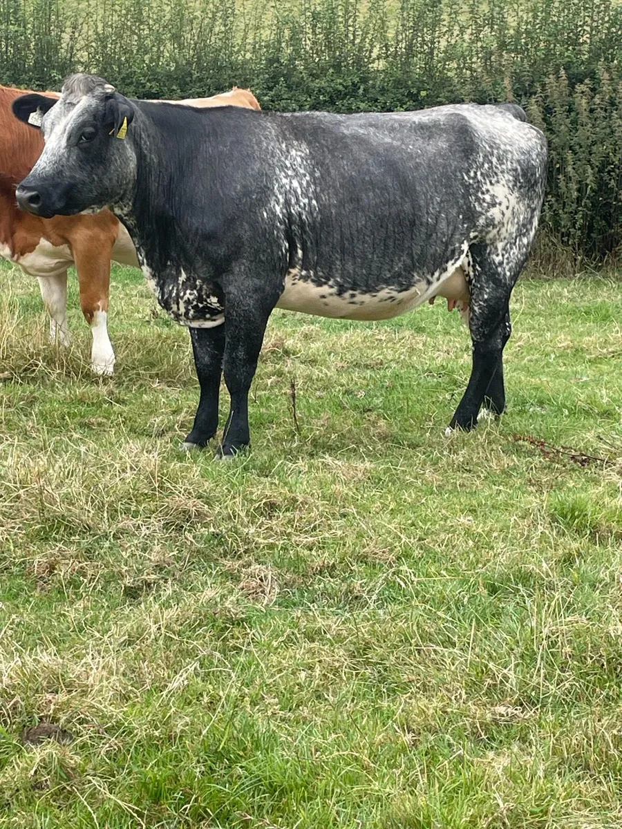 Springing Heifers - Image 3