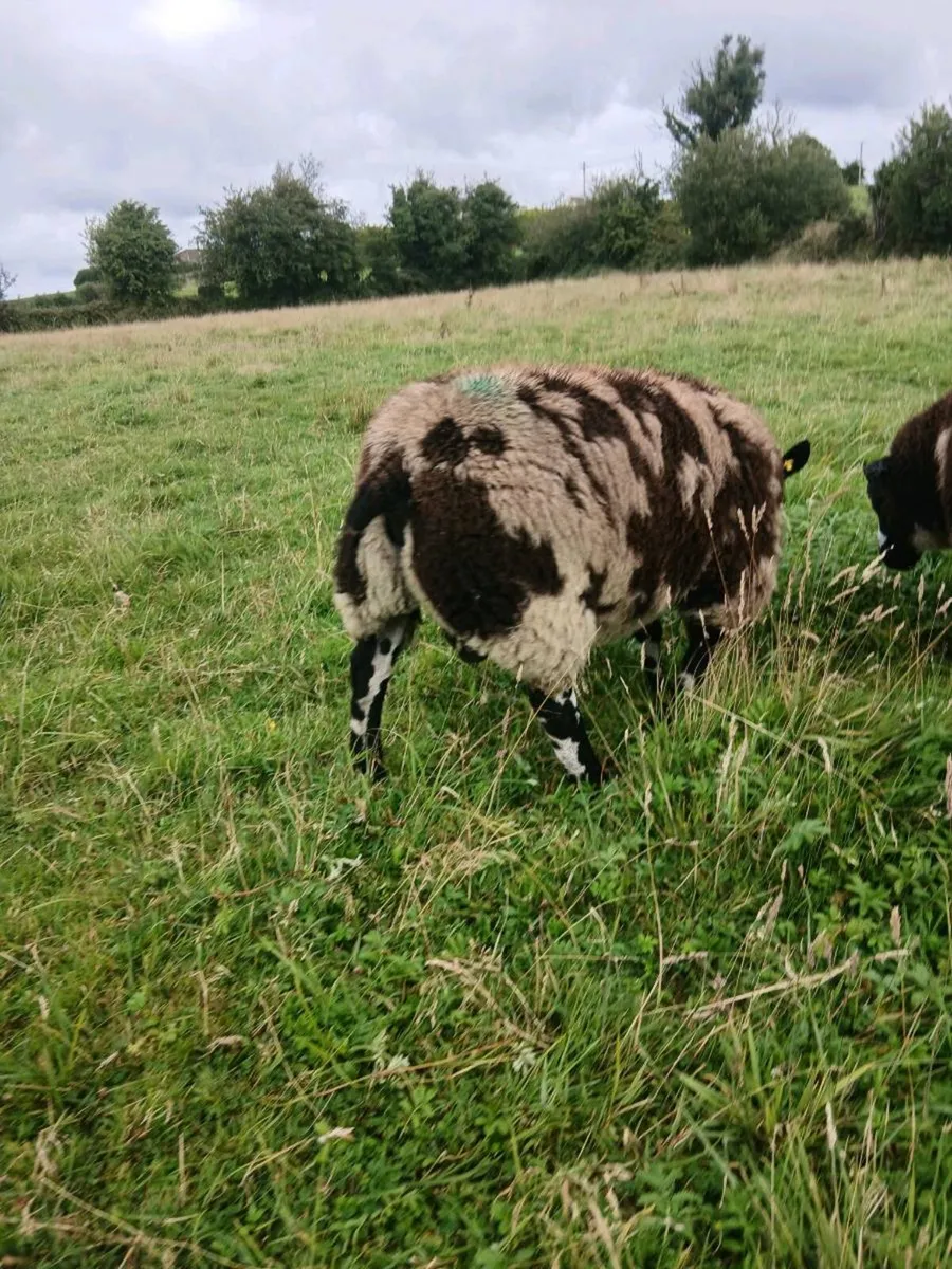 Dutch spotted lamb - Image 1