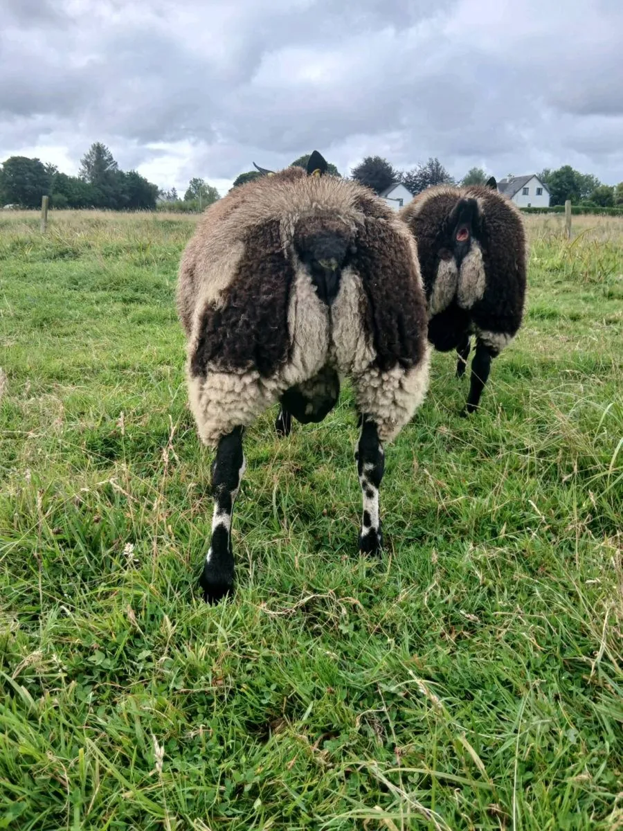 Dutch spotted lamb - Image 2