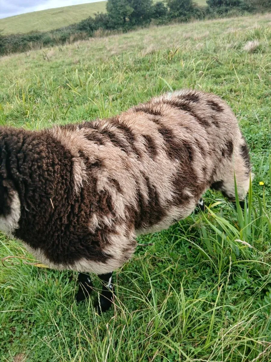 Dutch spotted lamb - Image 3