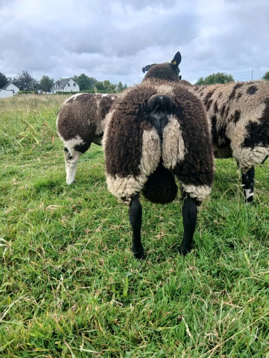 Dutch spotted lamb - Image 4