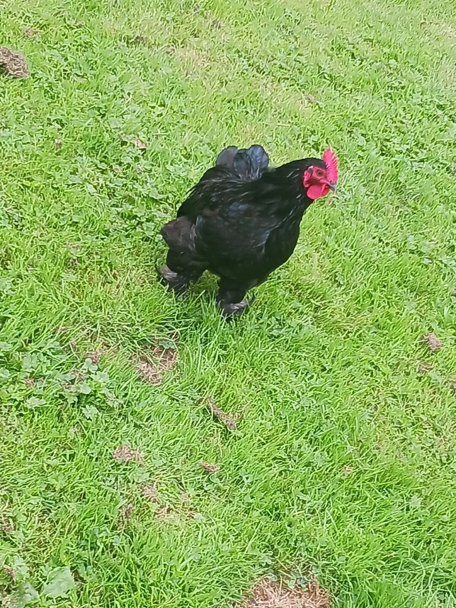 Rooster - Image 1