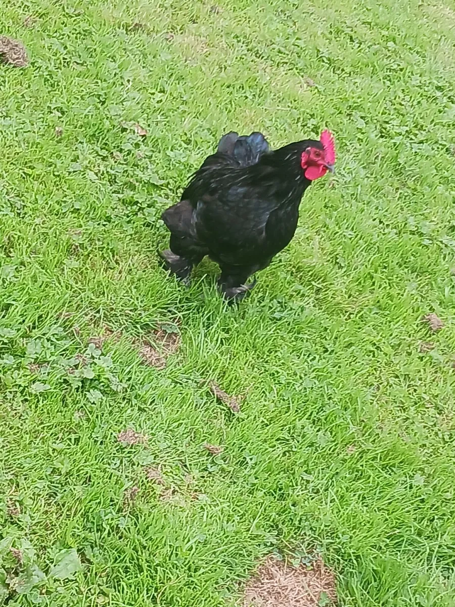 Rooster - Image 2