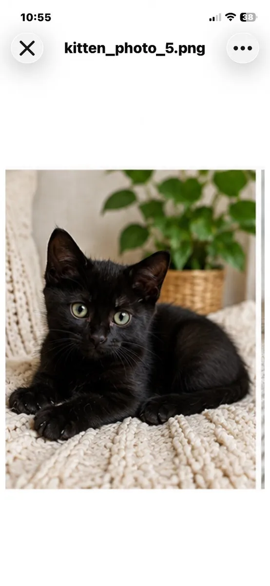 Beautiful kittens - Image 3