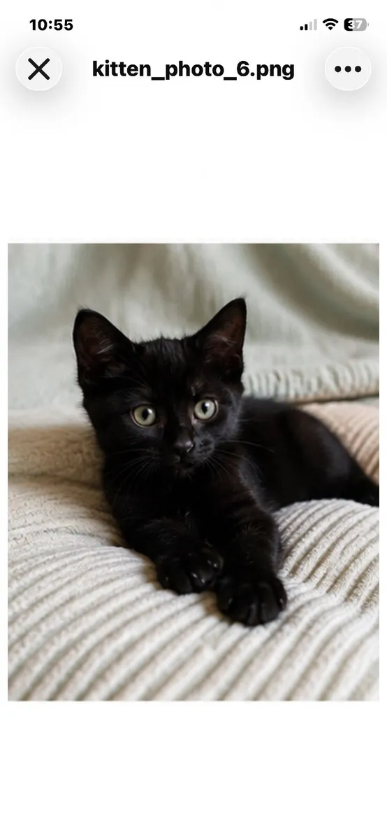 Beautiful kittens - Image 2