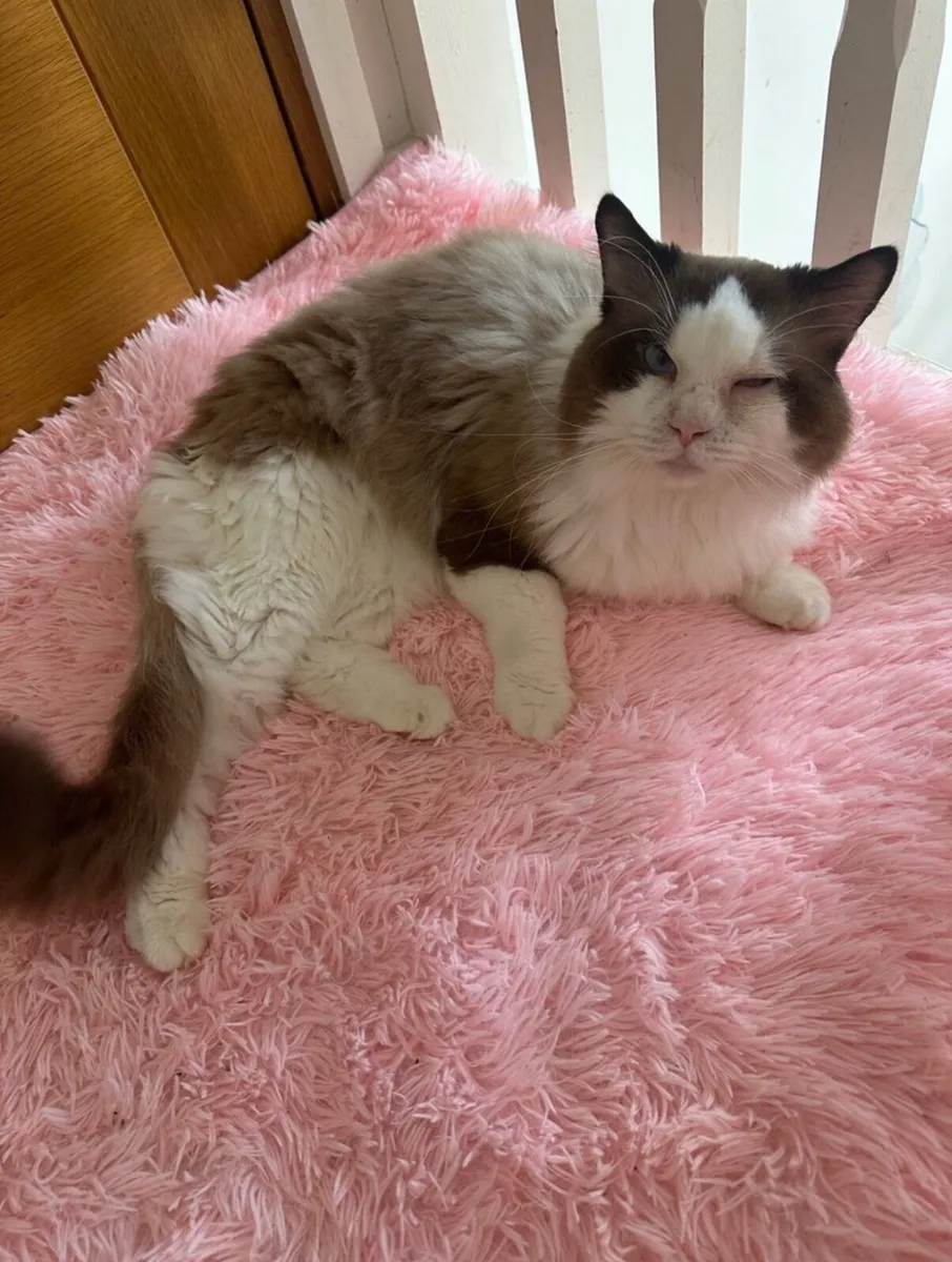 Pure breed male Ragdoll - Image 2