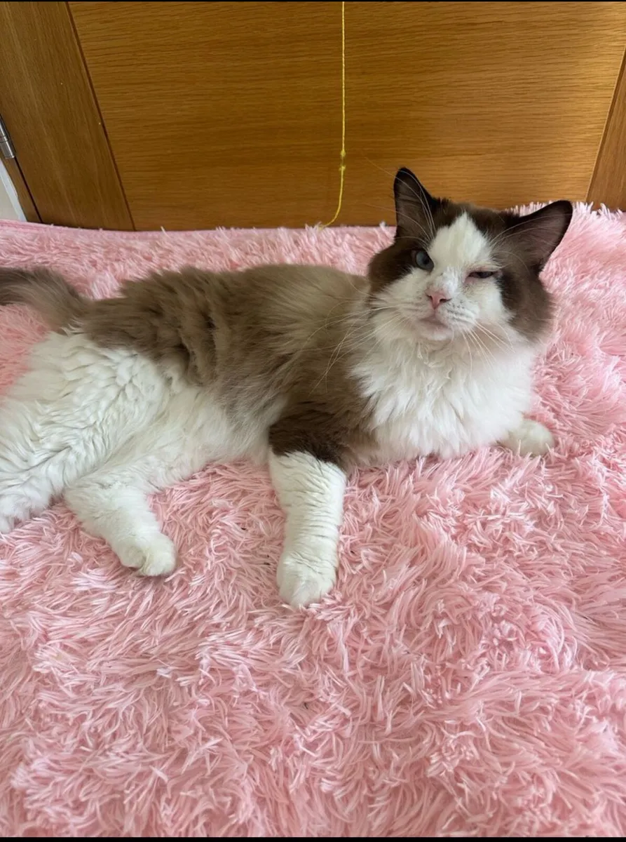 Pure breed male Ragdoll - Image 1