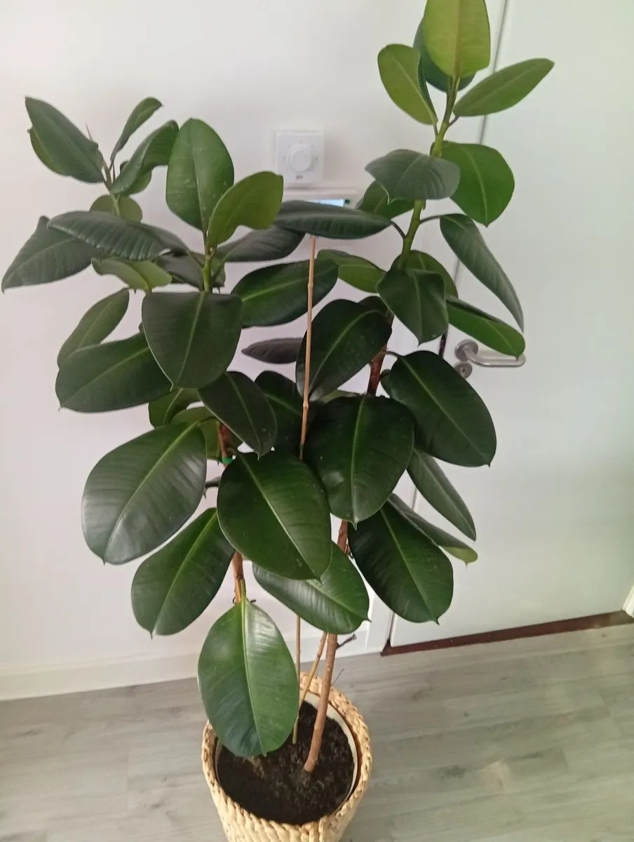Huge Rubber Ficus Plant in pot 6.3ft - Image 2
