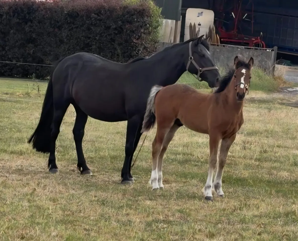 Connemara Colt Foal by Dunran Benjamin Button - Image 2