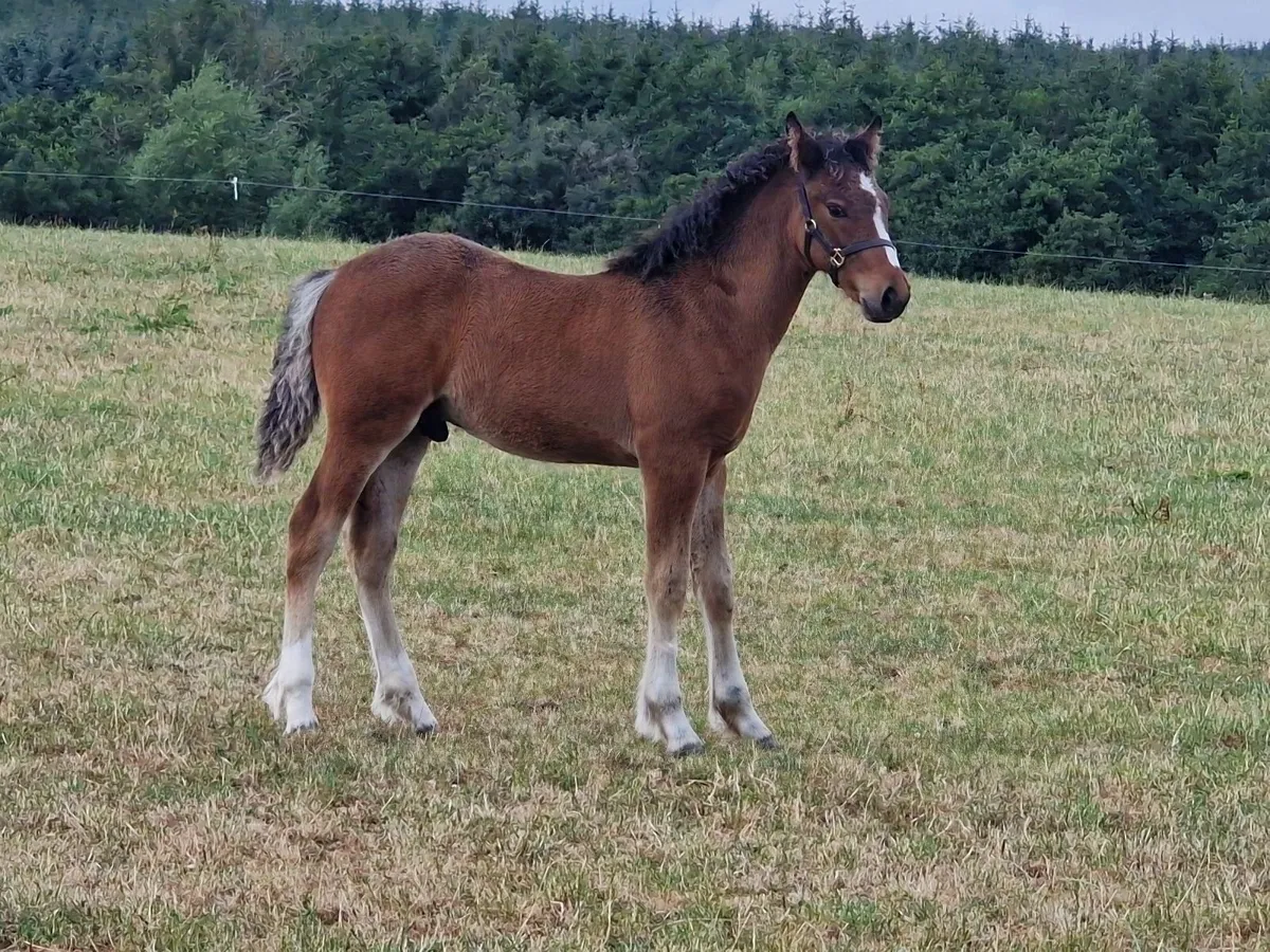 Connemara Colt Foal by Dunran Benjamin Button - Image 4