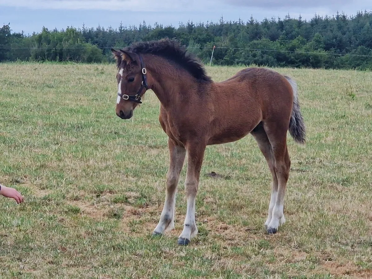Connemara Colt Foal by Dunran Benjamin Button - Image 3