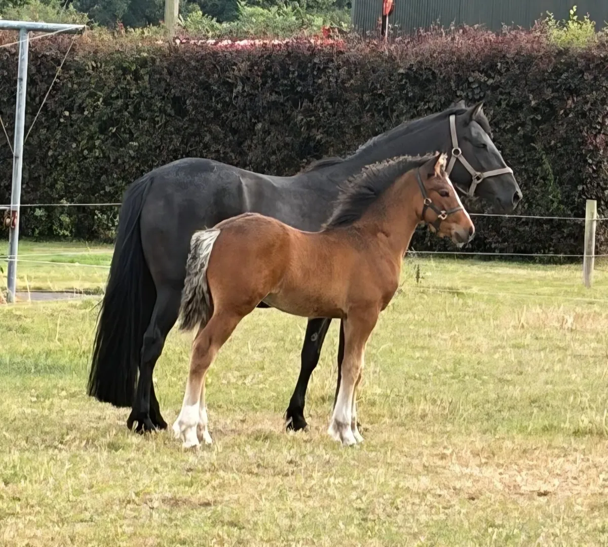 Connemara Colt Foal by Dunran Benjamin Button - Image 1