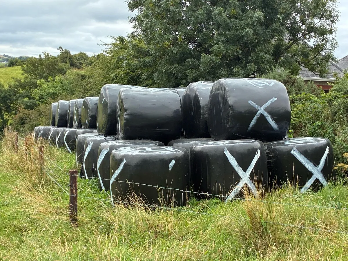 Bales of silage - Image 1
