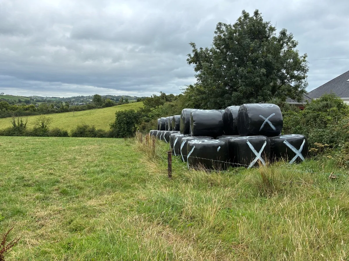 Bales of silage - Image 2