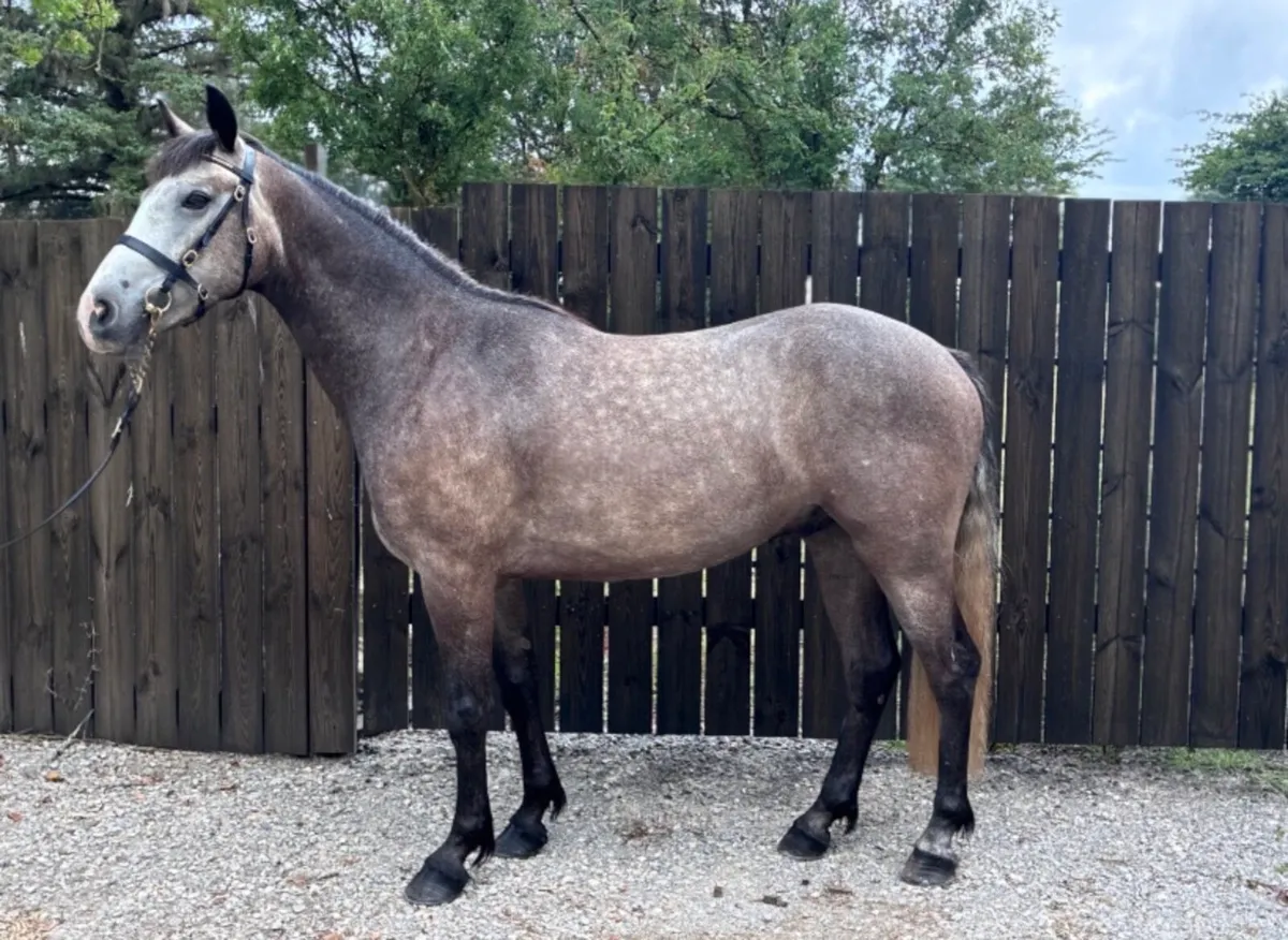 Heading to clifden sale Saturday 22nd - Image 3
