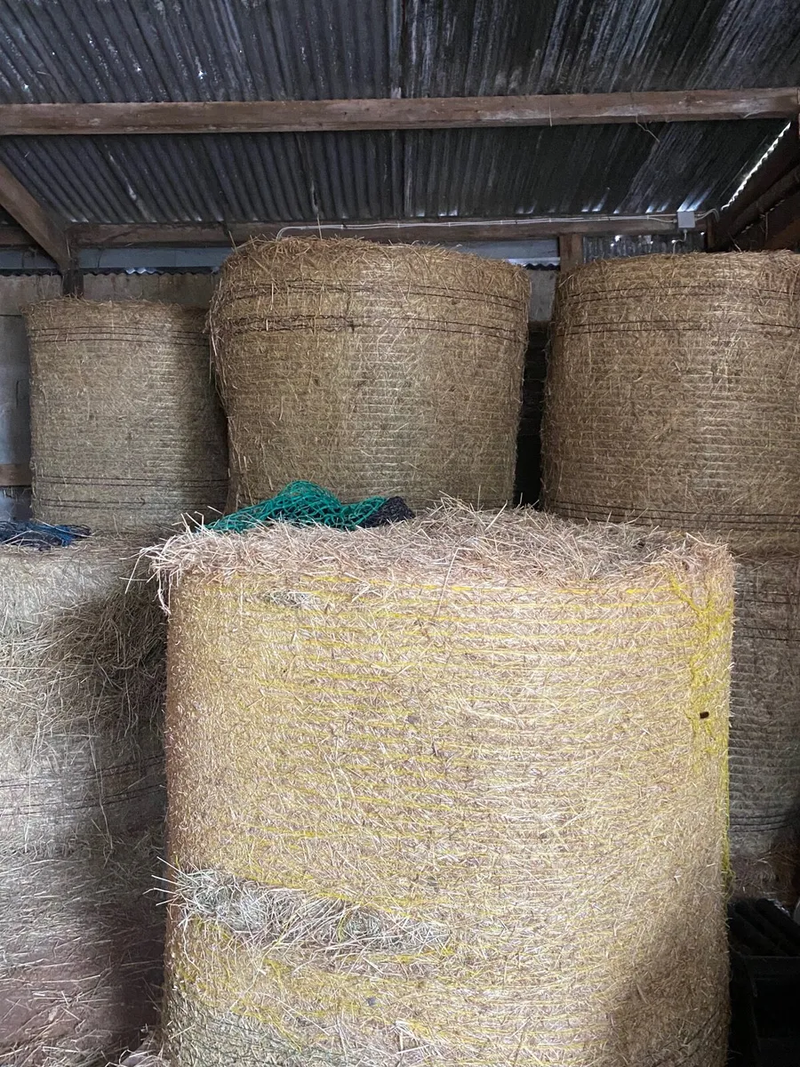 Hay for Sale