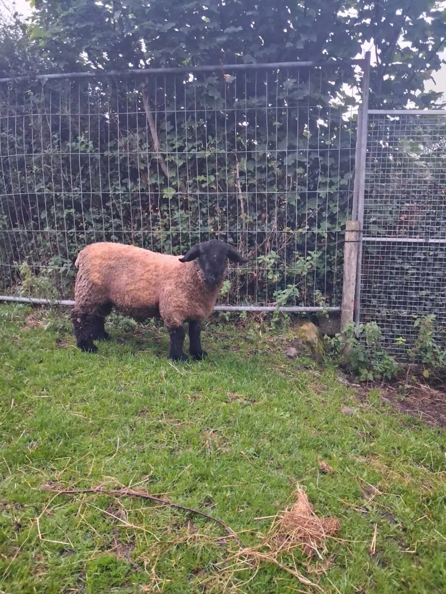 Pedigree suffolk ram lamb - Image 1