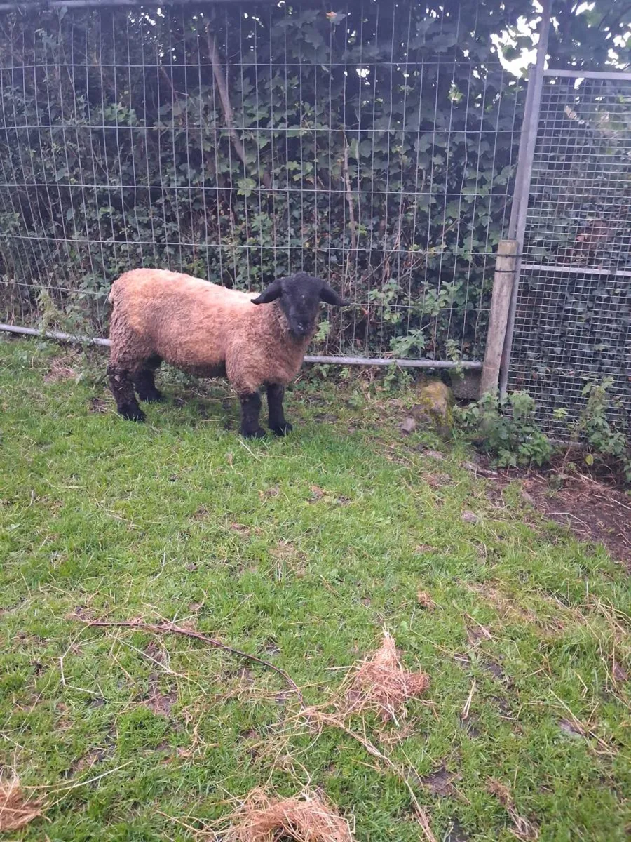 Pedigree suffolk ram lamb - Image 2