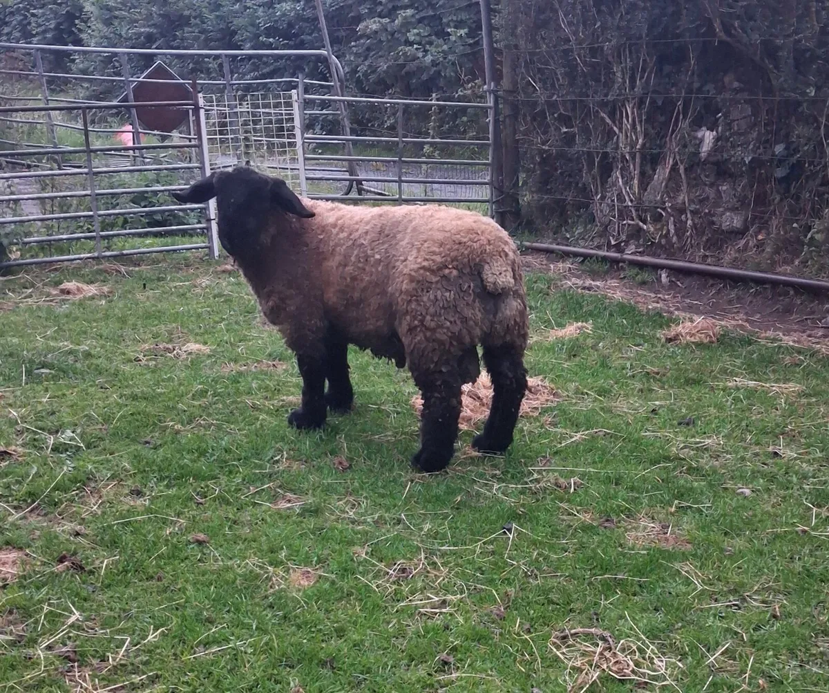 Pedigree suffolk ram lamb - Image 3