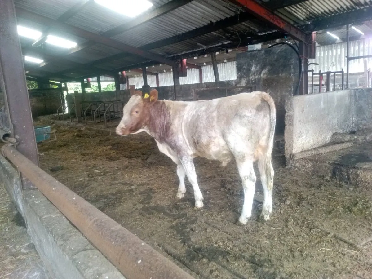Shorthorn bull - Image 2