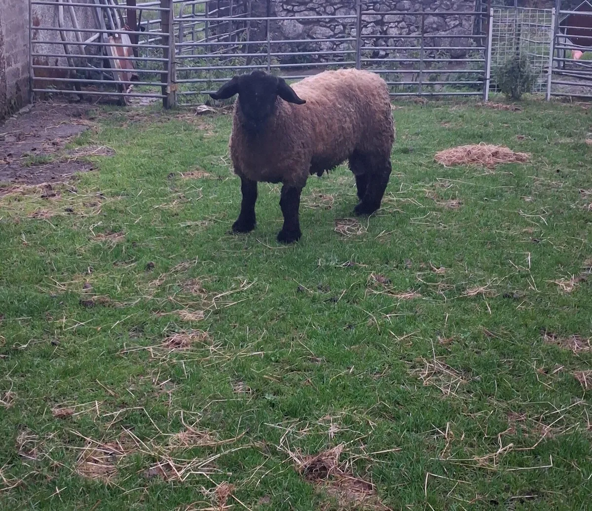 Pedigree suffolk ram lamb - Image 4