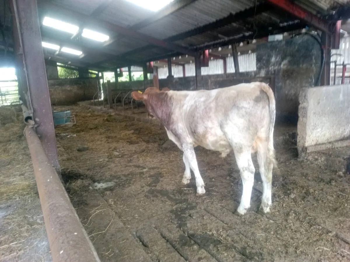 Shorthorn bull - Image 3