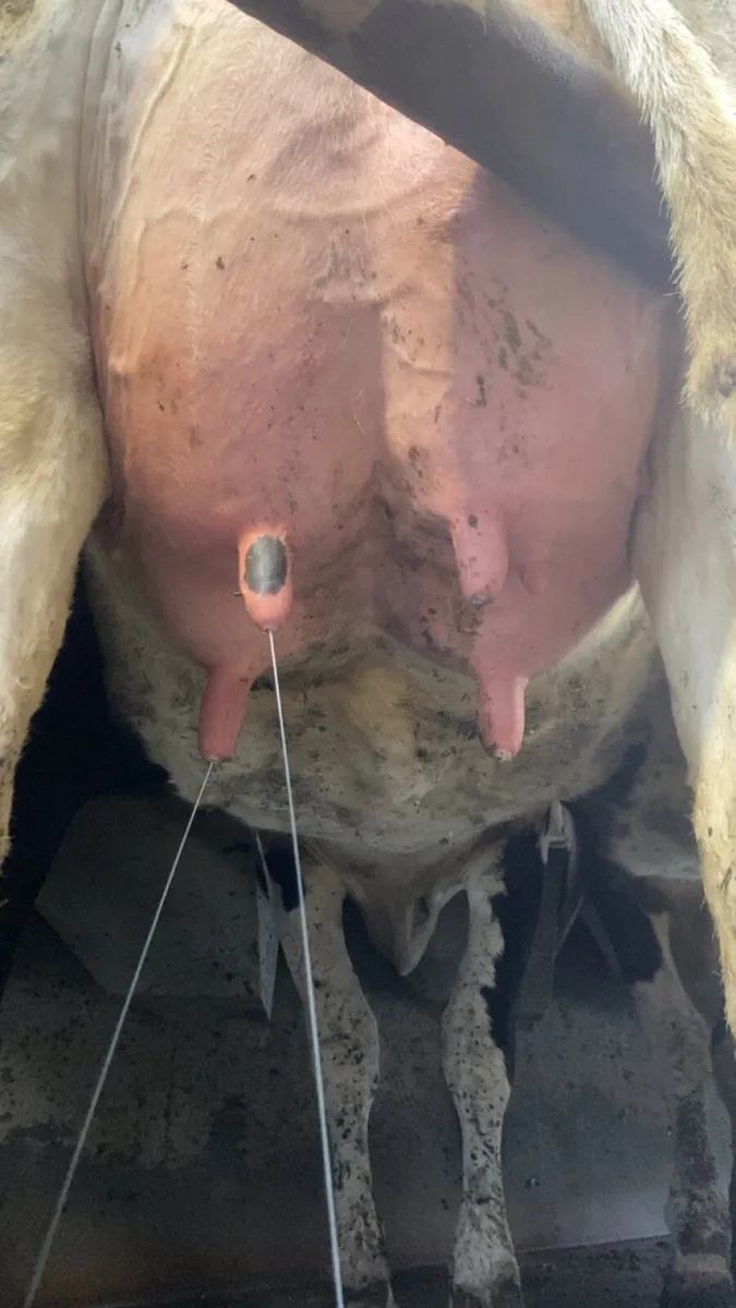 Cow Pregnancy Scanning - Image 2