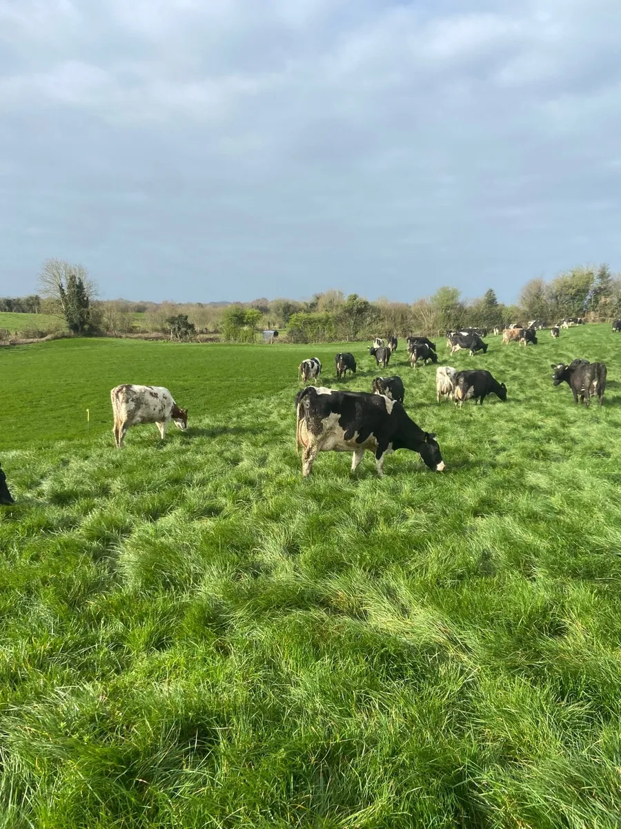 Cow Pregnancy Scanning - Image 1
