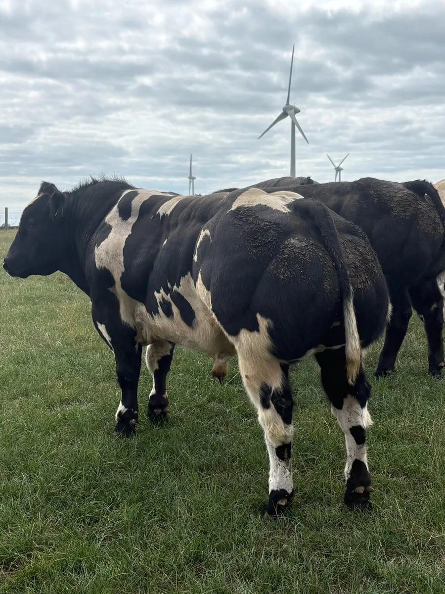 Belgian Blue bull - Image 4