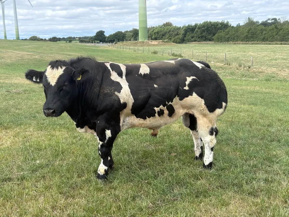 Belgian Blue bull - Image 2