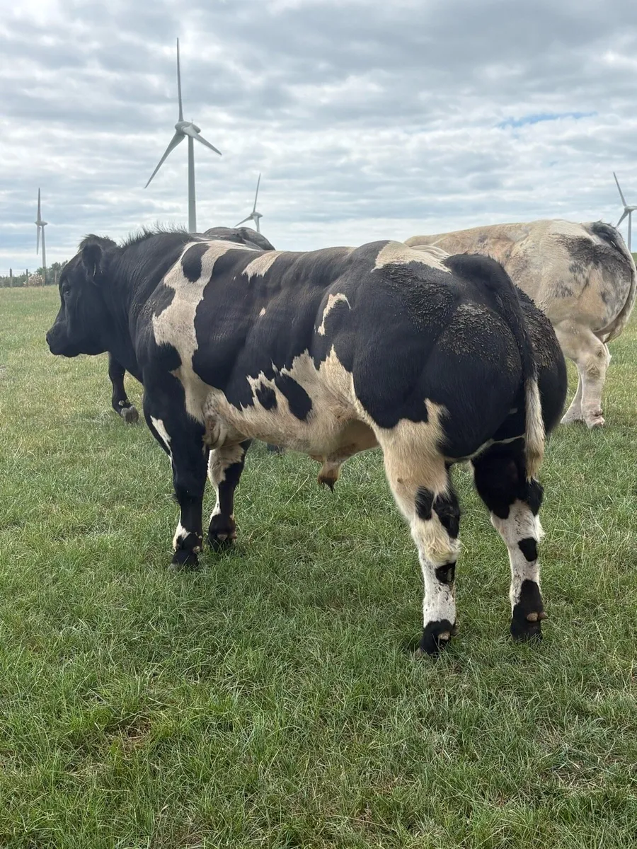 Belgian Blue bull - Image 3