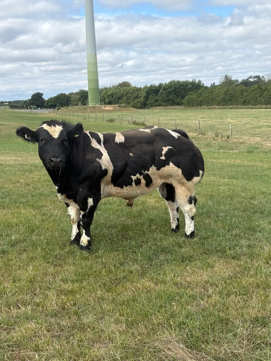 Belgian Blue bull - Image 1