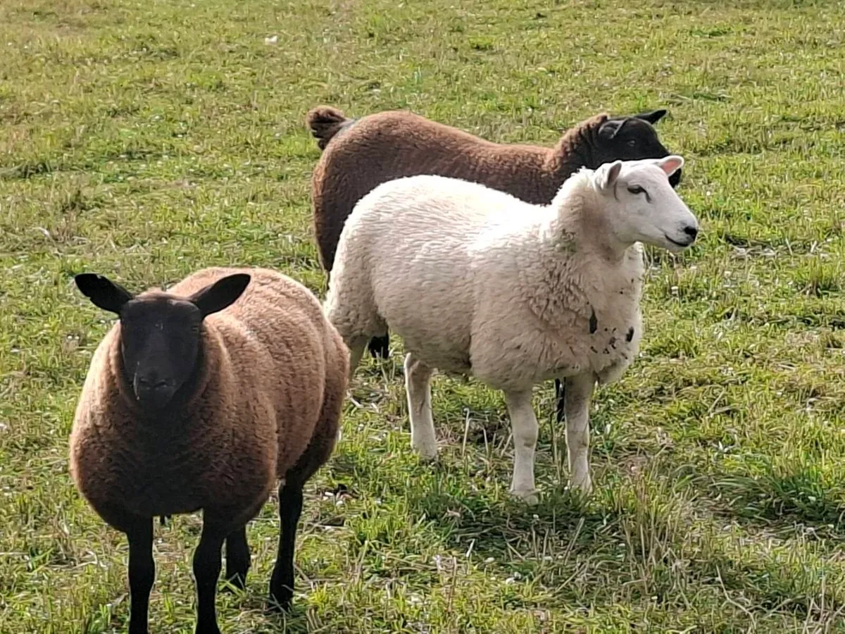 Breeding Ewe Lambs - Image 4