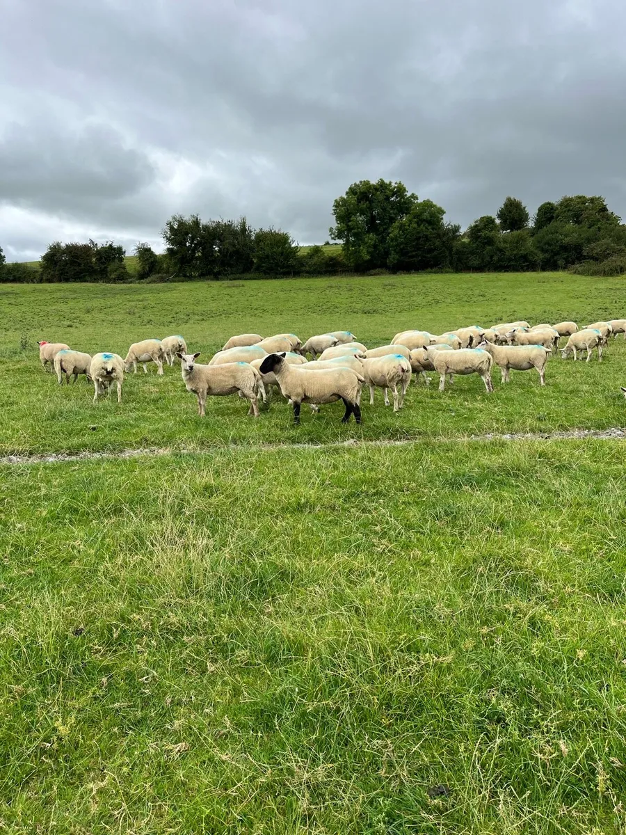 Hoggets - Image 1